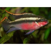 Pelvicachromis pulcher - Papūgėlė