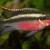 Pelvicachromis pulcher - Papūgėlė