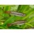 Tanichthys albonubes - Kardinolas