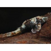 Paraotocinclus sp.