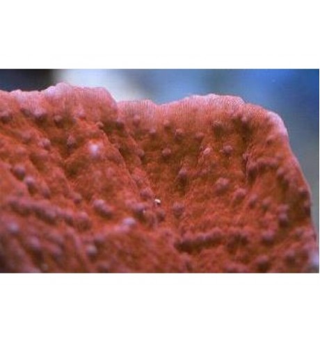 SPS kietasis koralas - Montipora hodgsoni