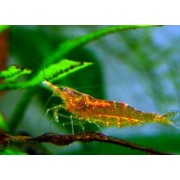 Caridina cf. propinqua Orange - Krevete Orange