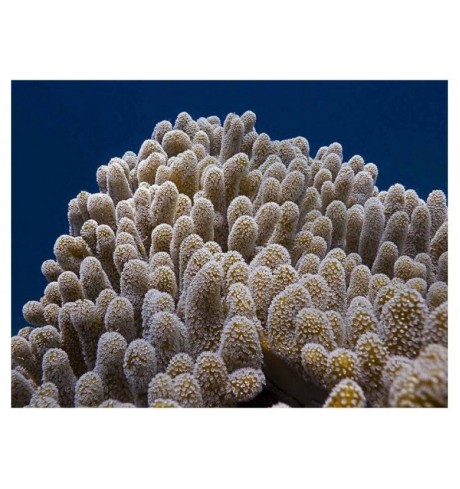 Minkštasis koralas - Lobophytum sp.