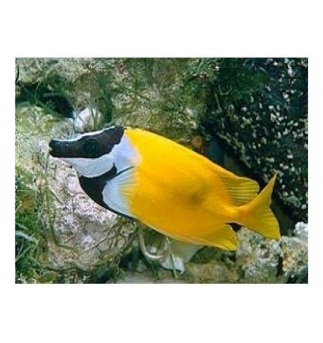 Siganus vulpinus