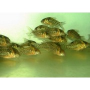 Corydoras agassizi