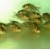 Corydoras agassizi