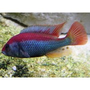 Haplochromis sp. Red Top