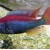 Haplochromis sp. Red Top