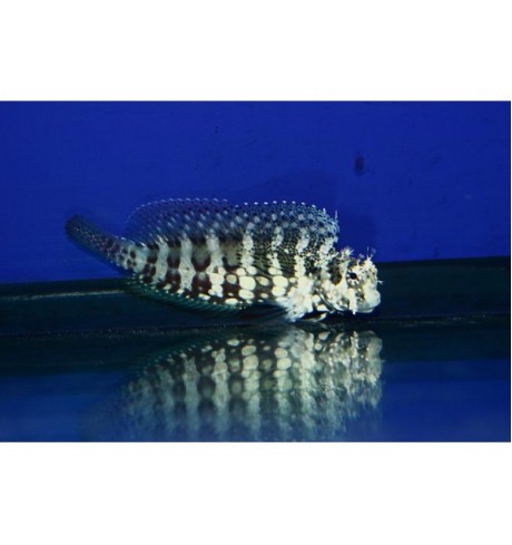 Salarias fasciatus Salarias fasciatus