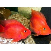 Cichlasoma sp. Parrot - Raudona papūga