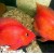 Cichlasoma sp. Parrot - Raudona papūga