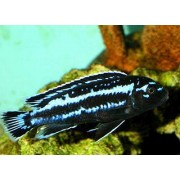 Melanochromis johanii
