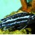 Melanochromis johanii