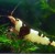 Caridina cf. cantonensis sp. Crystal Black - Krevetė Crystal Black