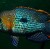 Aequidens rivulatus - Cichlasoma rivulatus