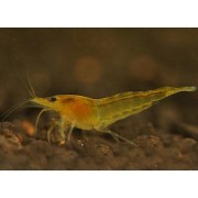 Caridina cf. propinqua Yellow - Krevetė Yellow