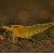 Caridina cf. propinqua Yellow - Krevetė Yellow