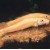 Gyrinocheilus aymonieri Gold - Auksinis trintukas