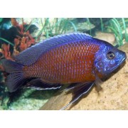 Copadichromis borleyi