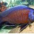 Copadichromis borleyi