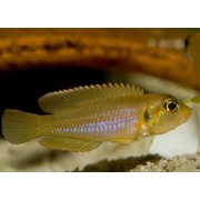 Lamprologus ocellatus - Kriauklinukas