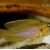 Lamprologus ocellatus - Kriauklinukas