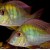Geophagus surinamensis - Surinamio geofagas