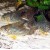 Corydoras sterbai