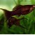 P.X. sphenops Lyra - Molinezija juoda lyra