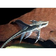 Sturisoma nigrirostrum - Juodasnukė sturisoma