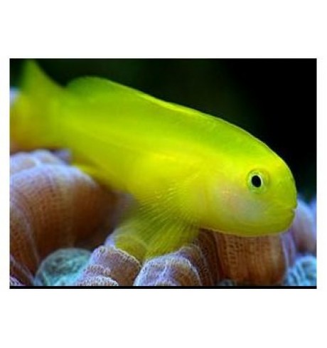 Gobiodon okinawae