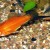 Xiphophorus helleri - Kardonešis