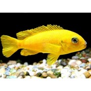 Pseudotropheus saulosi