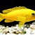 Pseudotropheus saulosi
