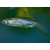 Danio rerio var. Frankei - Taškuota danija