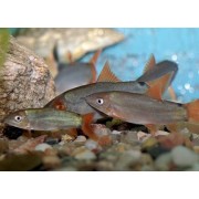 Botia modesta
