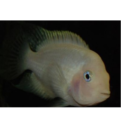 Cichlasoma nigrofasciatum Albino - Juostadryžė cichlasoma albinosas