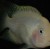 Cichlasoma nigrofasciatum Albino - Juostadryžė cichlasoma albinosas