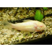 Corydoras aeneus albino