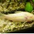 Corydoras aeneus albino