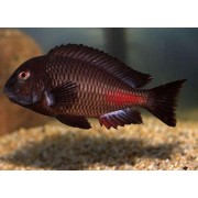 Tropheus sp. Chipimbi