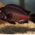 Tropheus sp. Chipimbi