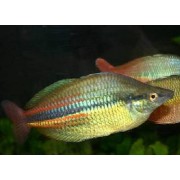 Melanoteania affinis