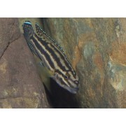 Julidochromis regani chisanse