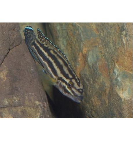 Julidochromis regani chisanse