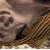 Panaque nigrolineatus - Karališkasis panakas