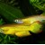 Aplocheilus lineatus