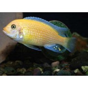 Metriaclima estherae