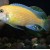 Metriaclima estherae