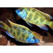 Nimbochromis venustus